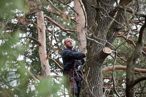 How Our Tree Care Process Works  in  Darien, WI